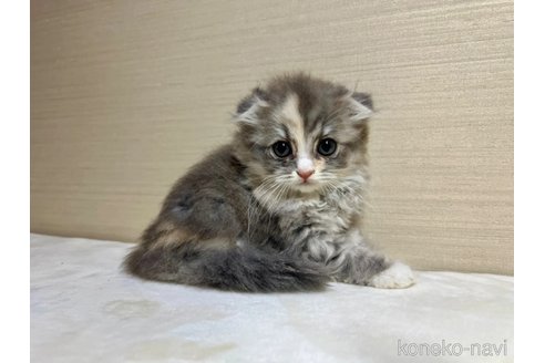 成約済の茨城県のスコティッシュフォールド(折れ耳)-92420の5枚目